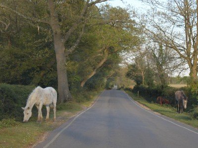 New Forest 100 Grand Fondo